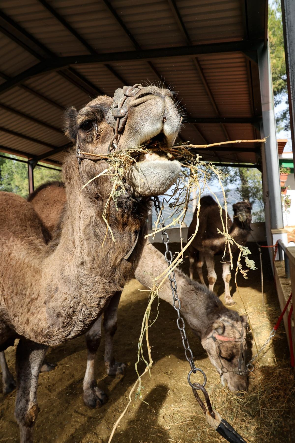 Los dromedarios ya están listos para trasladar a los Reyes Magos de Alcoy