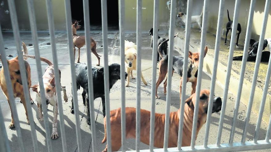 La perrera de Bañaderos crea prácticas veterinarias para aumentar adopciones