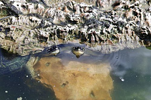 Rechtliches Tauziehen um tausend Schildkröten