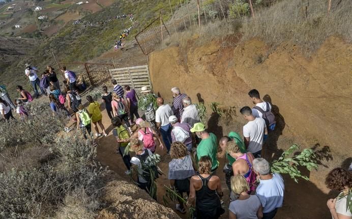 16/09/2017 STA. MARÍA DE GUÍA .Bajada 2017 de La Rama de Las Marías , desde Montaña Alta. FOTO: J.PÉREZ CURBELO