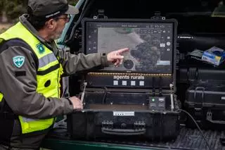 Troben dos senglars més morts a la zona d'alt risc i estudien crear un tercer perímetre de seguretat