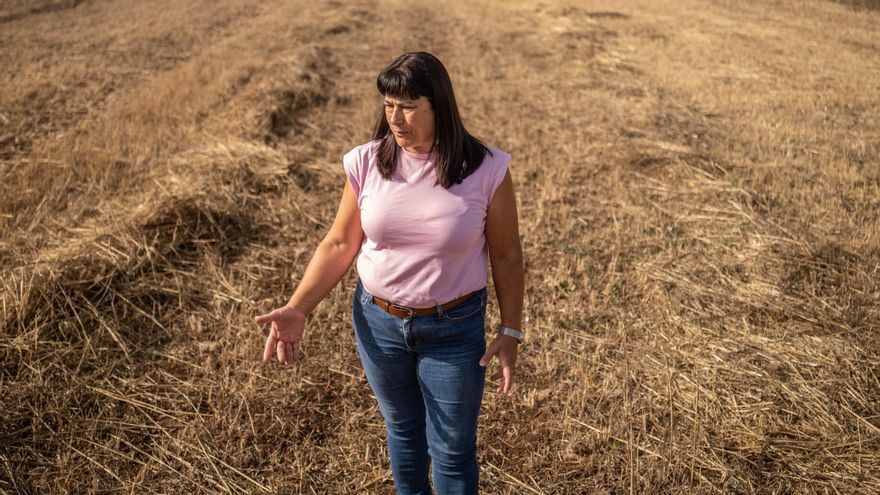 El desastre del cereal lagunero: la cosecha cae un 90% por la sequía