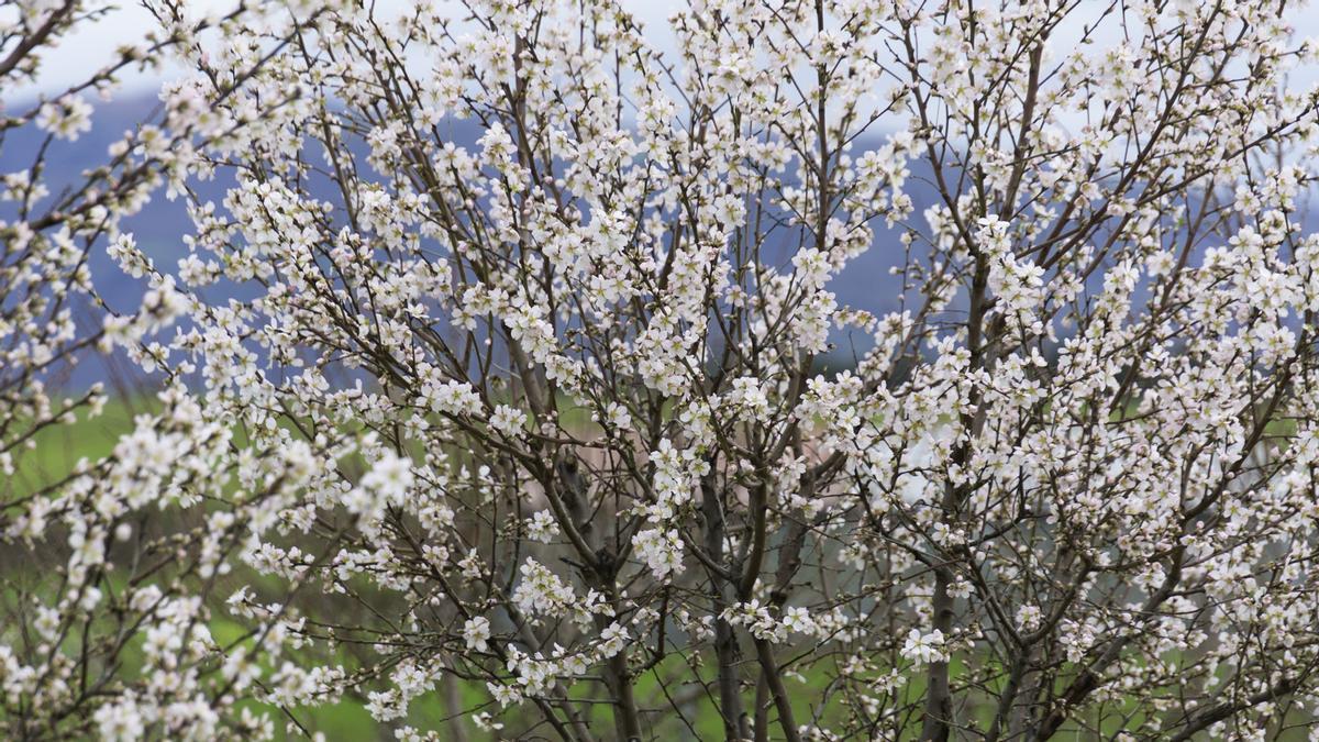 Almendro en flor en el Valle del Ambroz