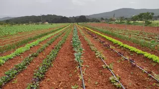 Agricultura lamenta la reducción en un 23% del presupuesto europeo destinado a ayudas al sector