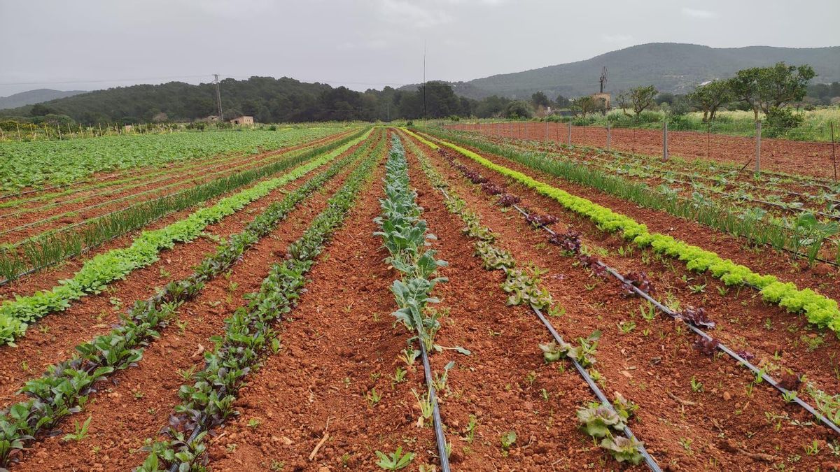 Imagen de un cultivo de hortalizas en Mallorca.