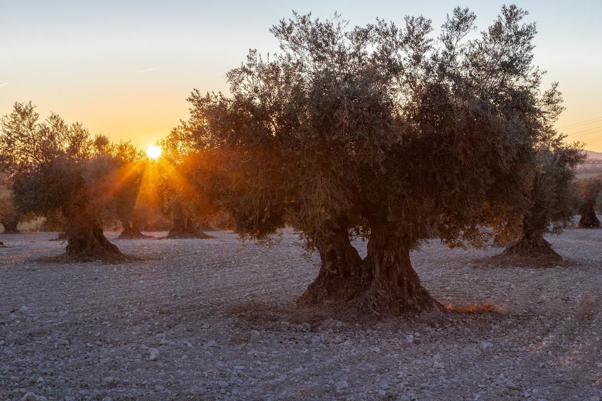 Esta zona alberga mayor concentración de olivos milenarios del planeta.