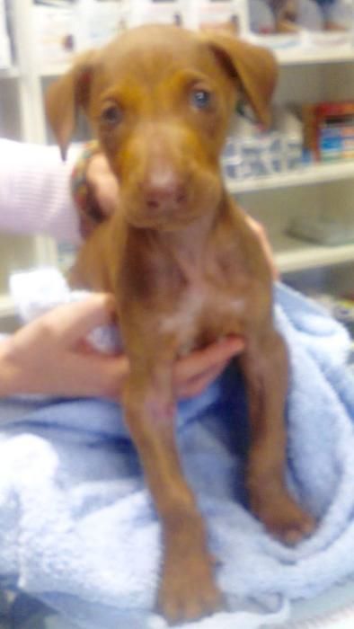 Moi, cachorro de podenco operado en Lanzarote