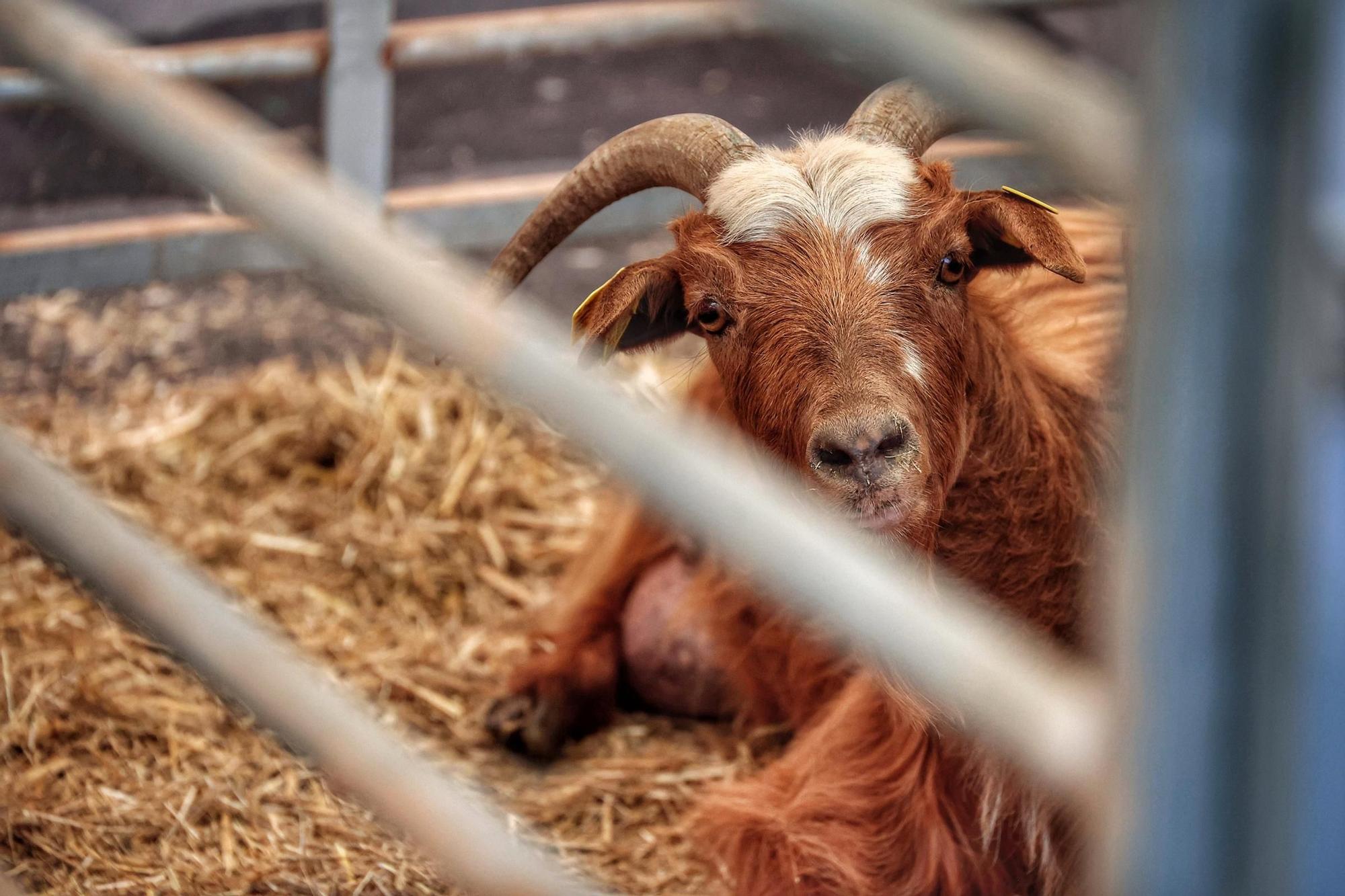 Diferentes actos para celebrar el Día de Canarias en Santa Cruz