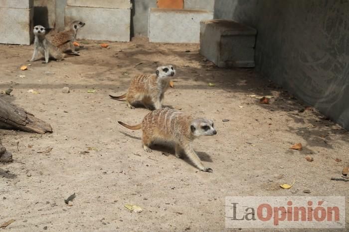 Las Águilas del Sol de Puerto Lumbreras piden ayud