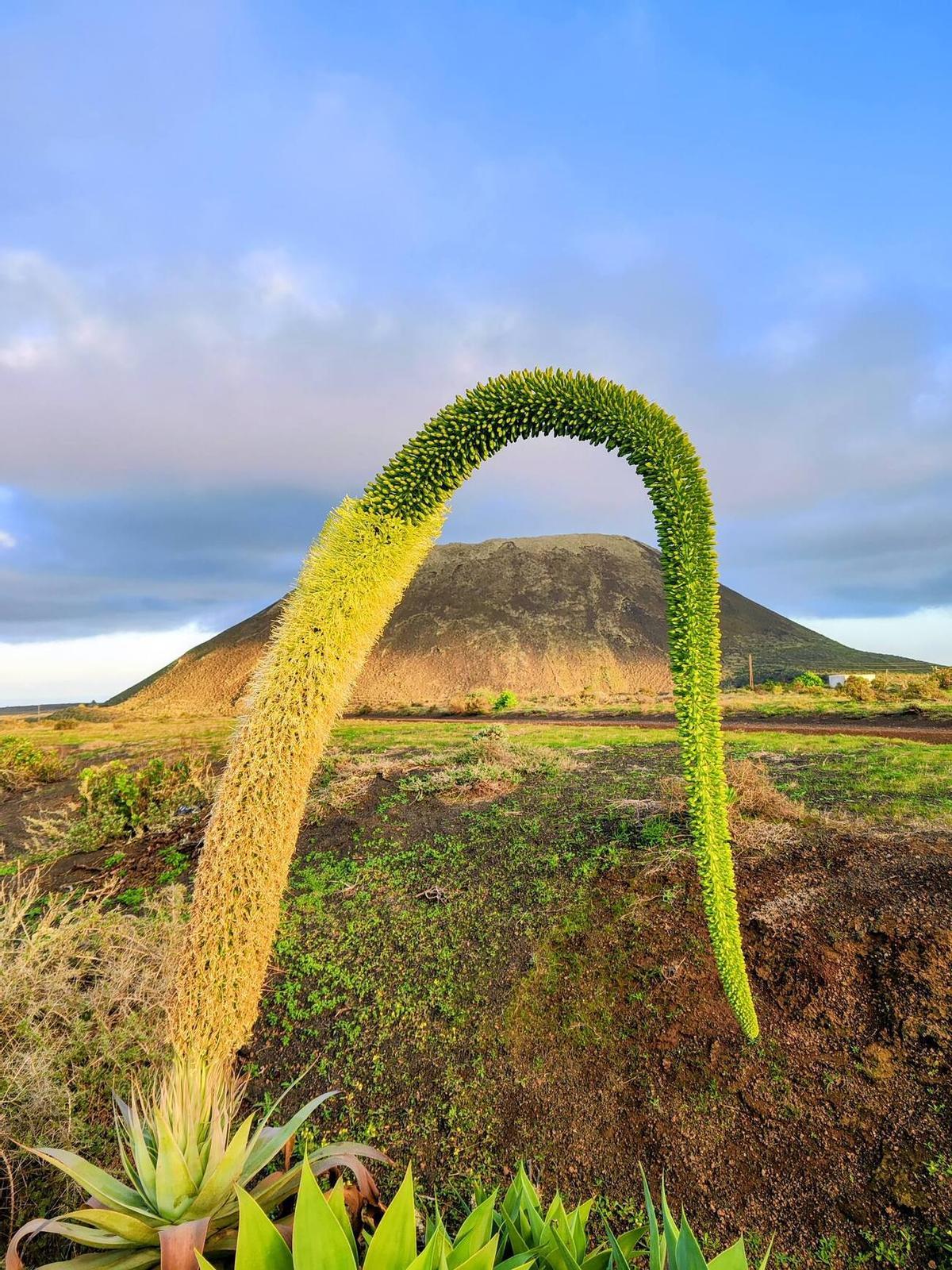 Los campos del norte de Lanzarote se tiñen de verde por las lluvias del invierno