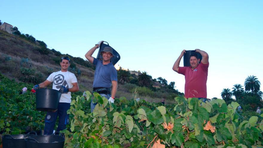 Vendimia en Bodegas Ventura.