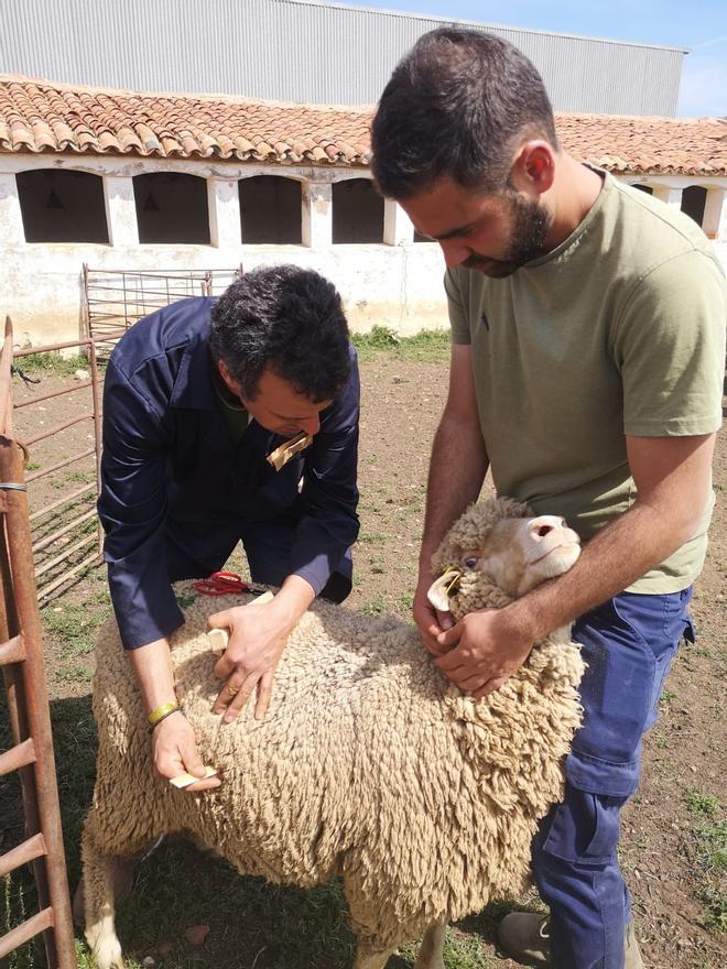 Antonio Milara mide la llana de una de las ovejas de Fernando Fernández, que sujeta al animal.