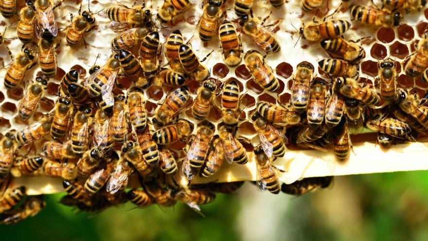 Vacunas para abejas, el primer gran paso para mitigar su declive