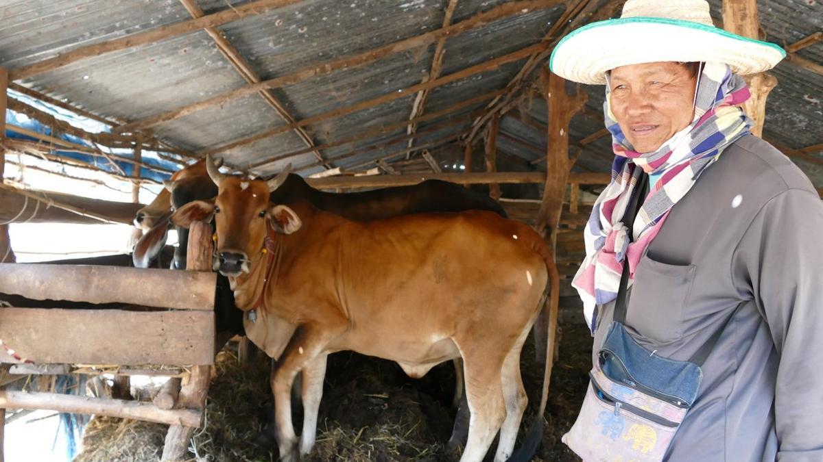 San Sornnum alimenta a sus vacas en Khon Kaen (Tailandia).