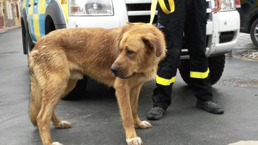 El animal rescatado ayer.