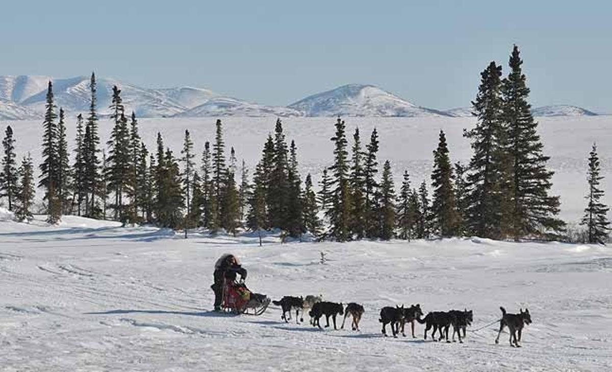 El guia Lance Mackey passa per l’etapa d’Unalakleet (Alaska), durant la prova Iditarod, una carrera de trineus amb gossos.