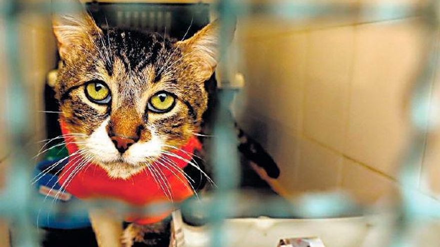 Miles de gatos son abandonados desde el inicio de la pandemia. Foto: EFE
