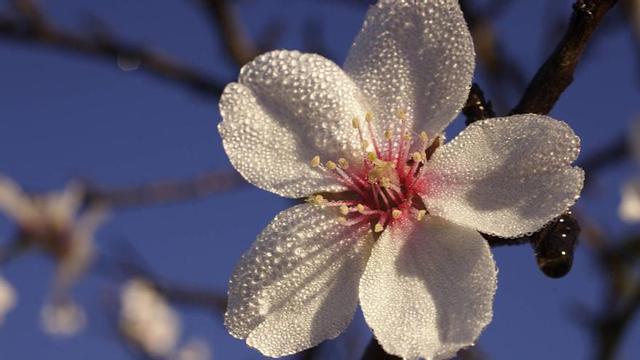 Detalle de la flor de un almendro en Santa Agnès.