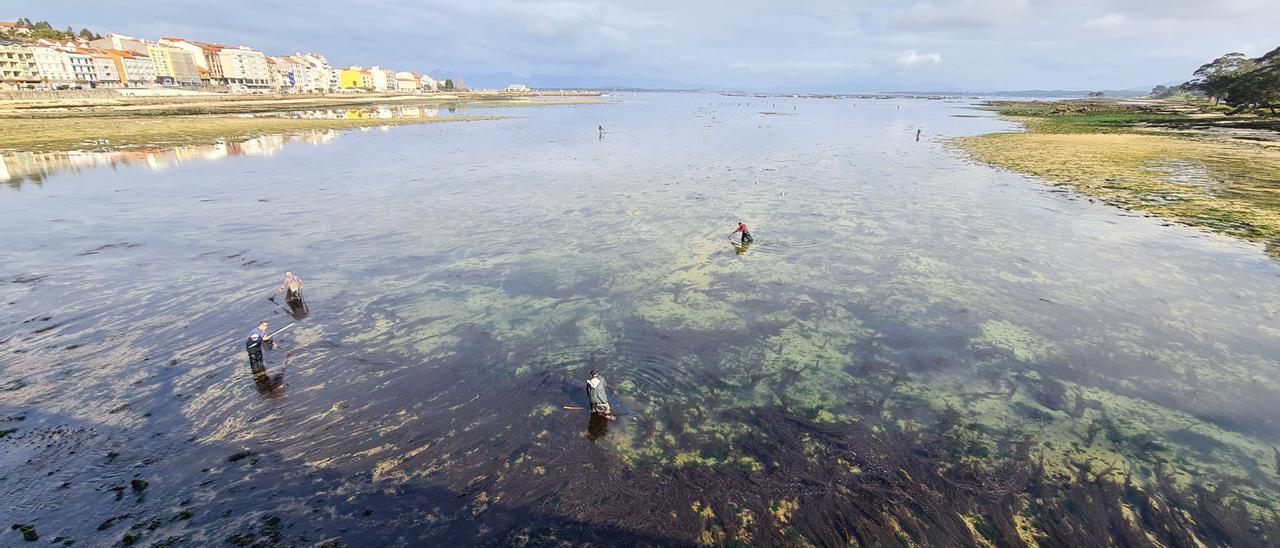 Los pescadores buscan entre las algas, donde se refugian los chopos al bajar la marea.