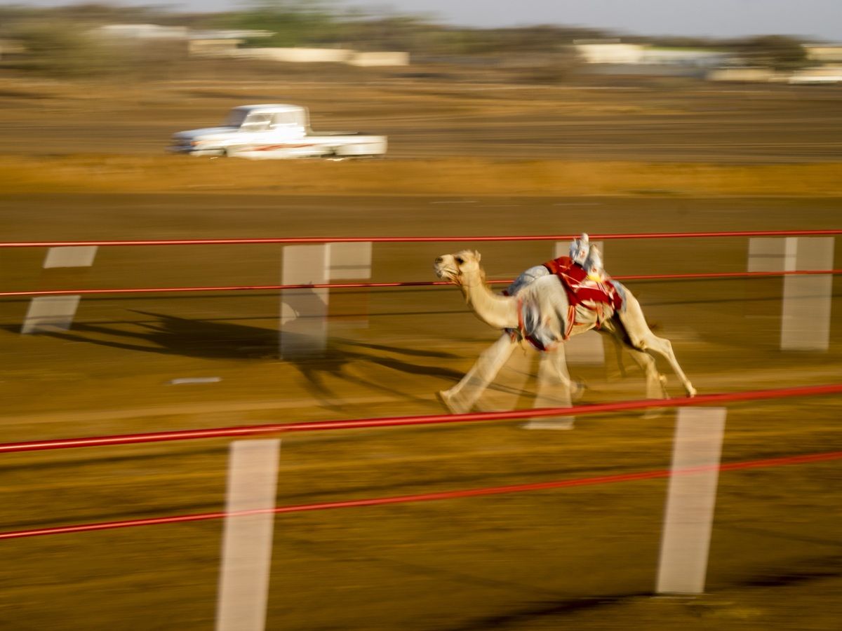 Carreras de camellos sin jinete en el desierto de Sharqiya.
