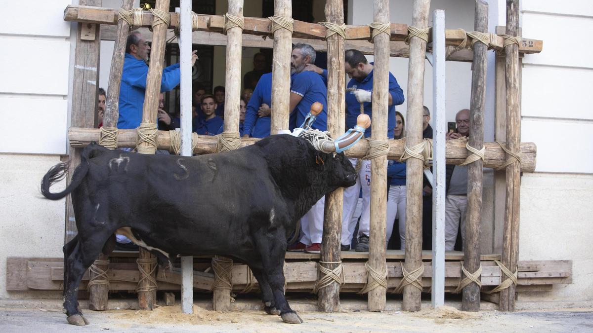 Así ha sido la "embolà" de las fiestas de la Purissíma de Ontinyent