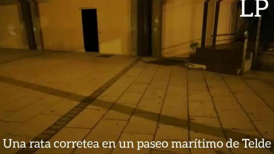 Una rata corretea por un paseo marítimo de Telde