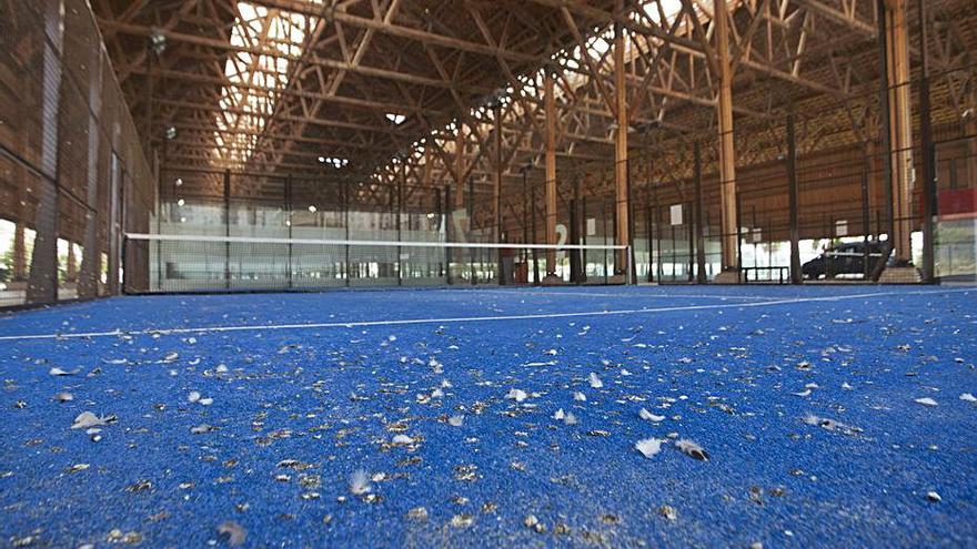 Instalaciones deportivas con excrementos de palomas. | F. BUSTAMANTE