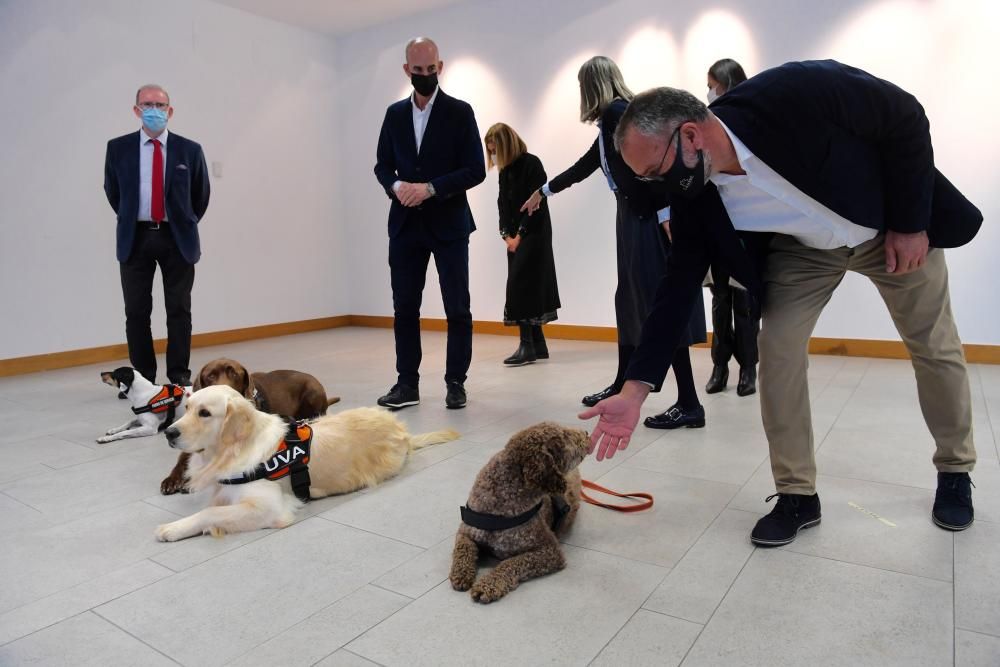 Perros escuderos de víctimas de maltrato