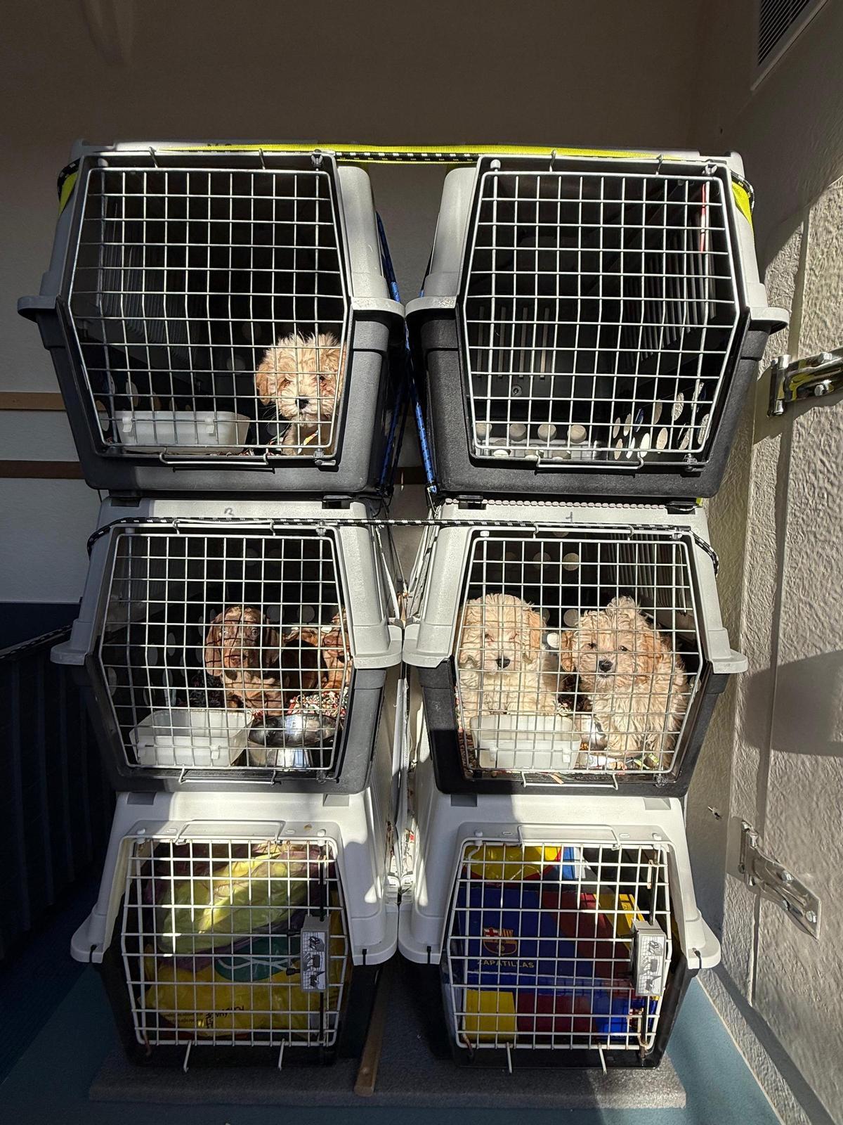 Intercepten a Girona una furgoneta amb 14 cadells importats irregularment d’Eslovàquia