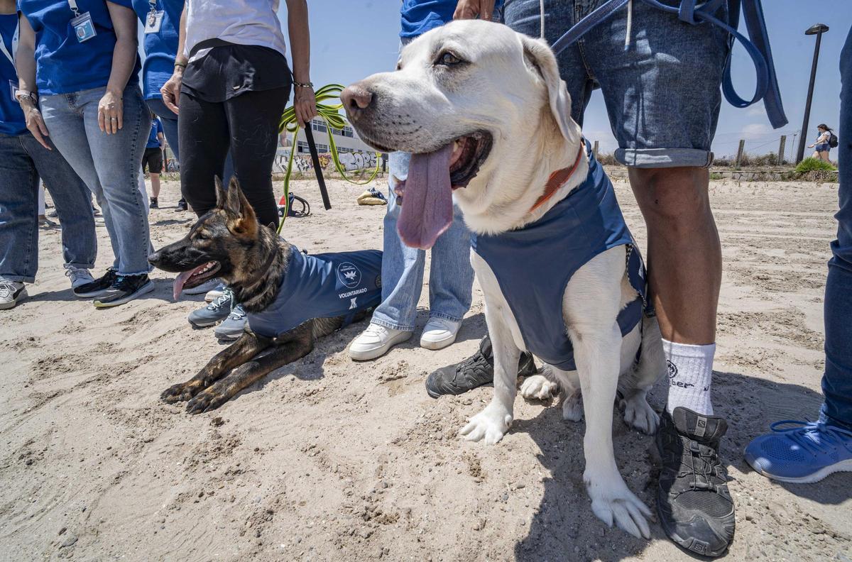 Los nuevos perros voluntarios preparados para iniciar la búsqueda de nidos en la playa canina de Pinedo.