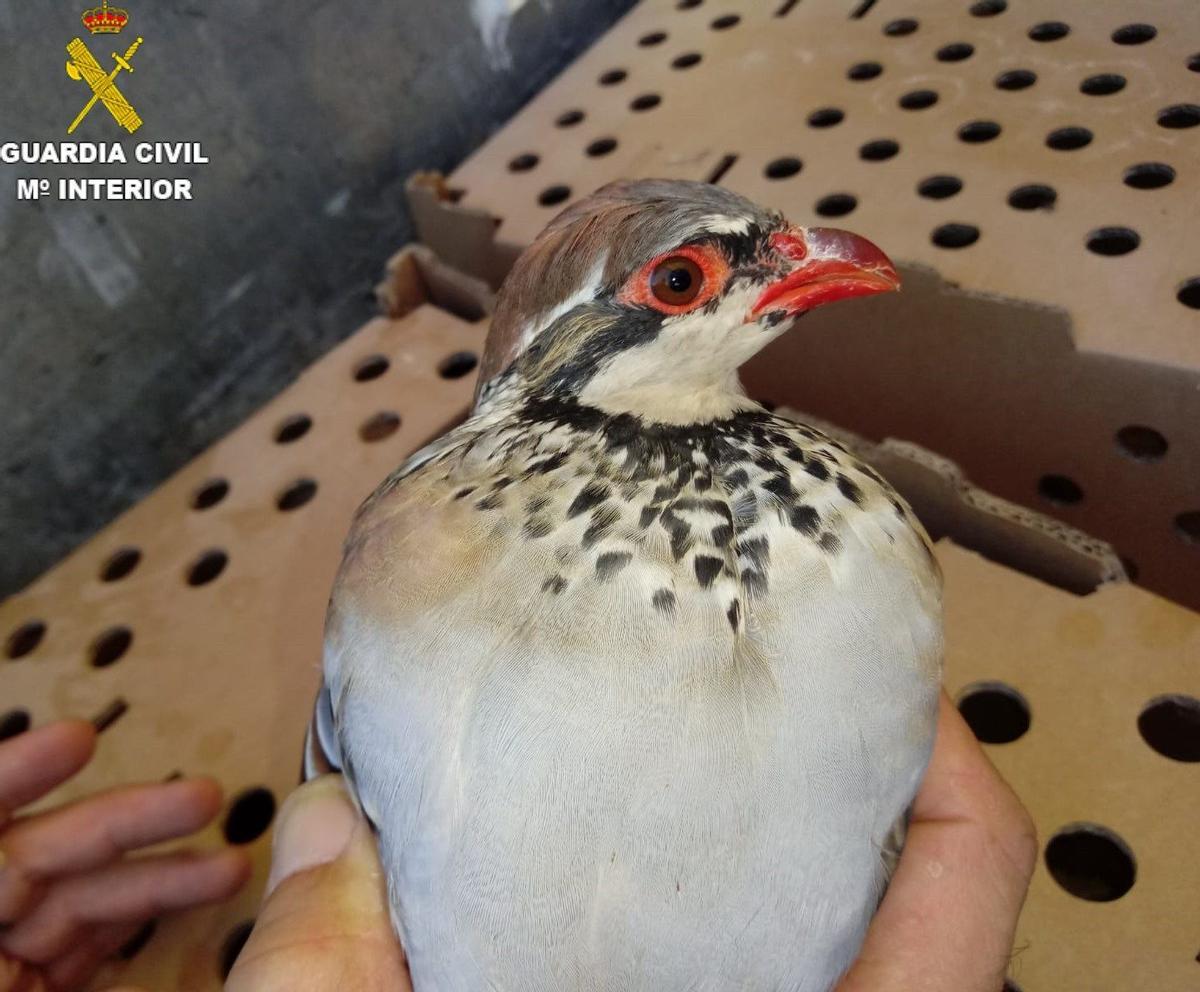 La Guàrdia Civil confisca més de 1.100 perdius destinades a la caça il·legal