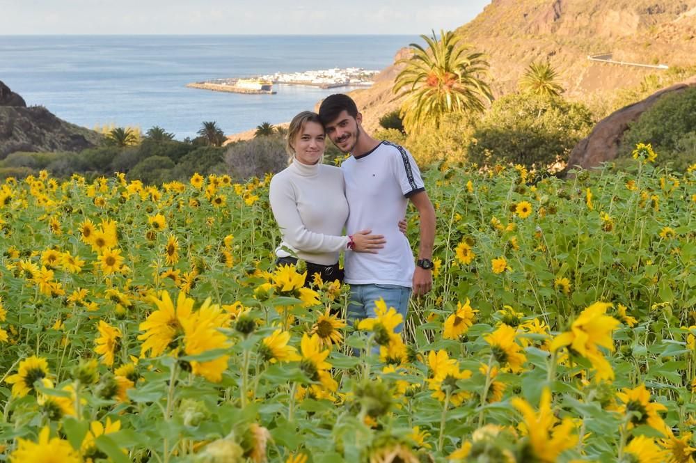 Girasoles en Guayedra (Agaete)