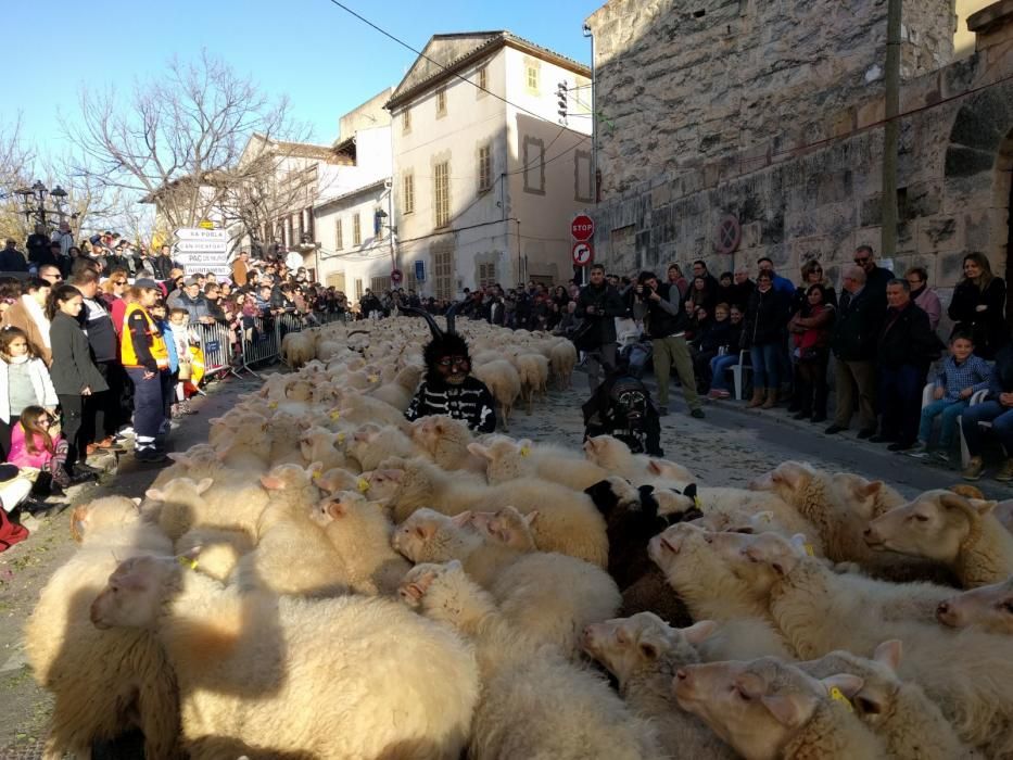 Sant Antoni 2018: Tiersegnungen in Muro