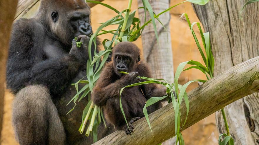 Ekan, el primer gorila andaluz nacido en Bioparc Fuengirola, cumple dos años