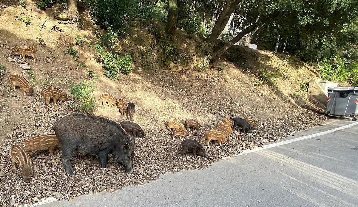 Una madre de jabalí y sus crías en Collserola.