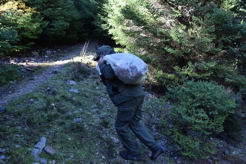 Colecta de semillas de pinsapos para recuperar esta especie en peligro de extinción