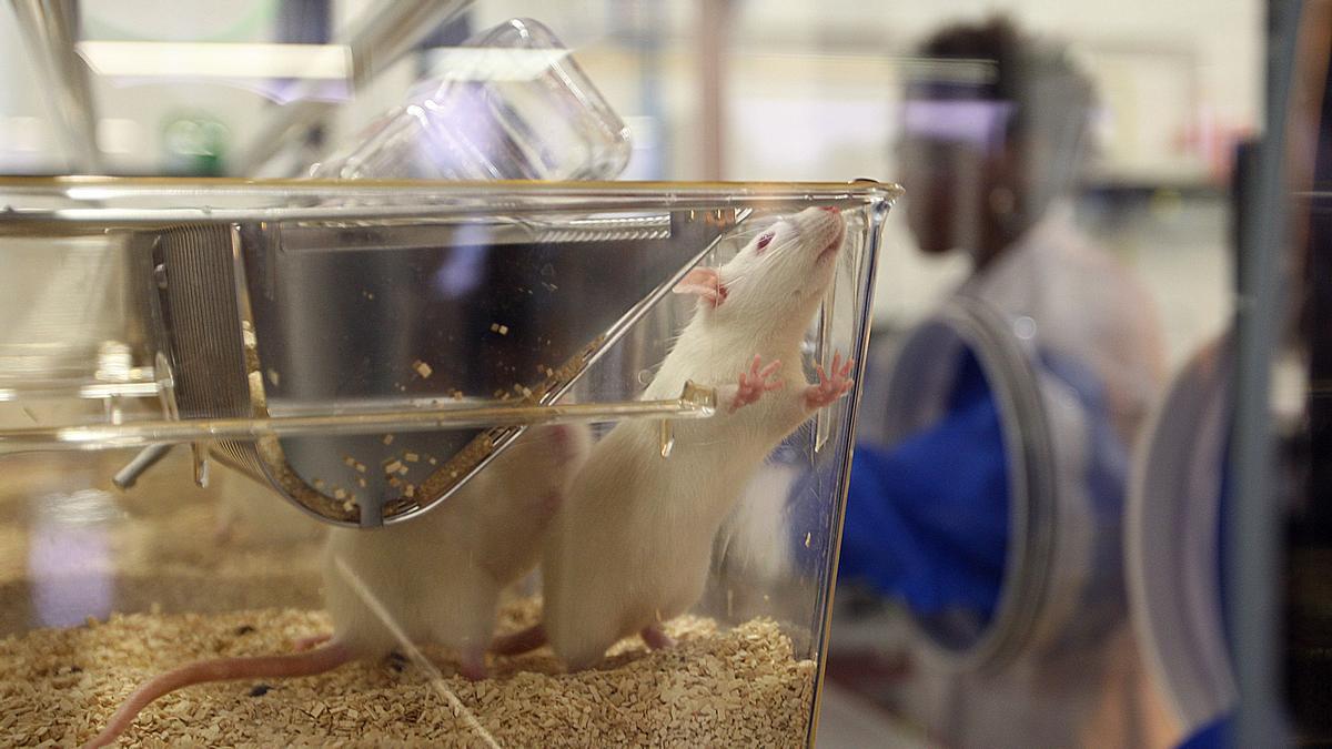 Ratones de laboratorio, en una imagen de archivo.