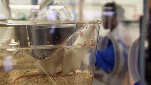 Laboratorio ratones