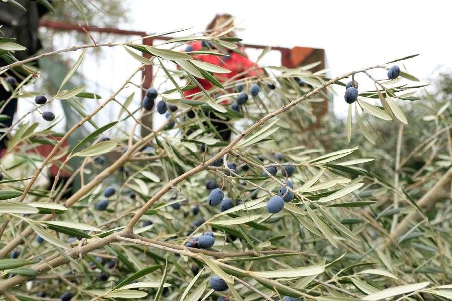 Recogida de aceituna en Fermoselle