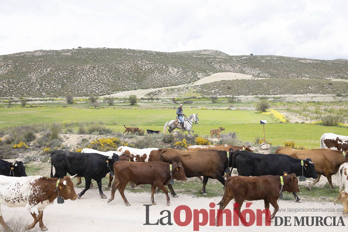 Jornada de Trashumancia en Caravaca