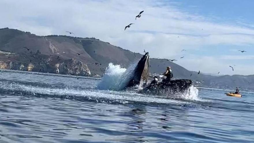 Una ballena casi se traga a dos turistas