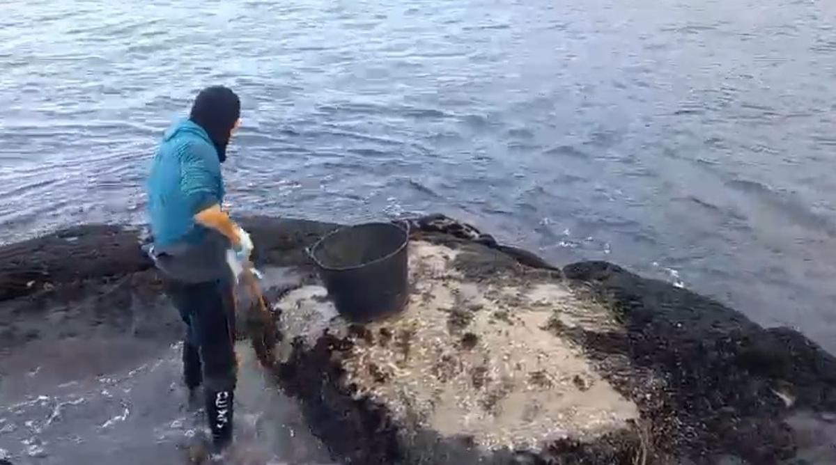 Recolección de cría en el litoral.