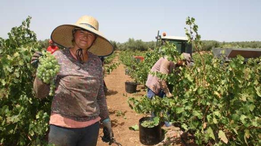 En los viñedos de Mollina, recolectando la uva Pedro Ximénez.