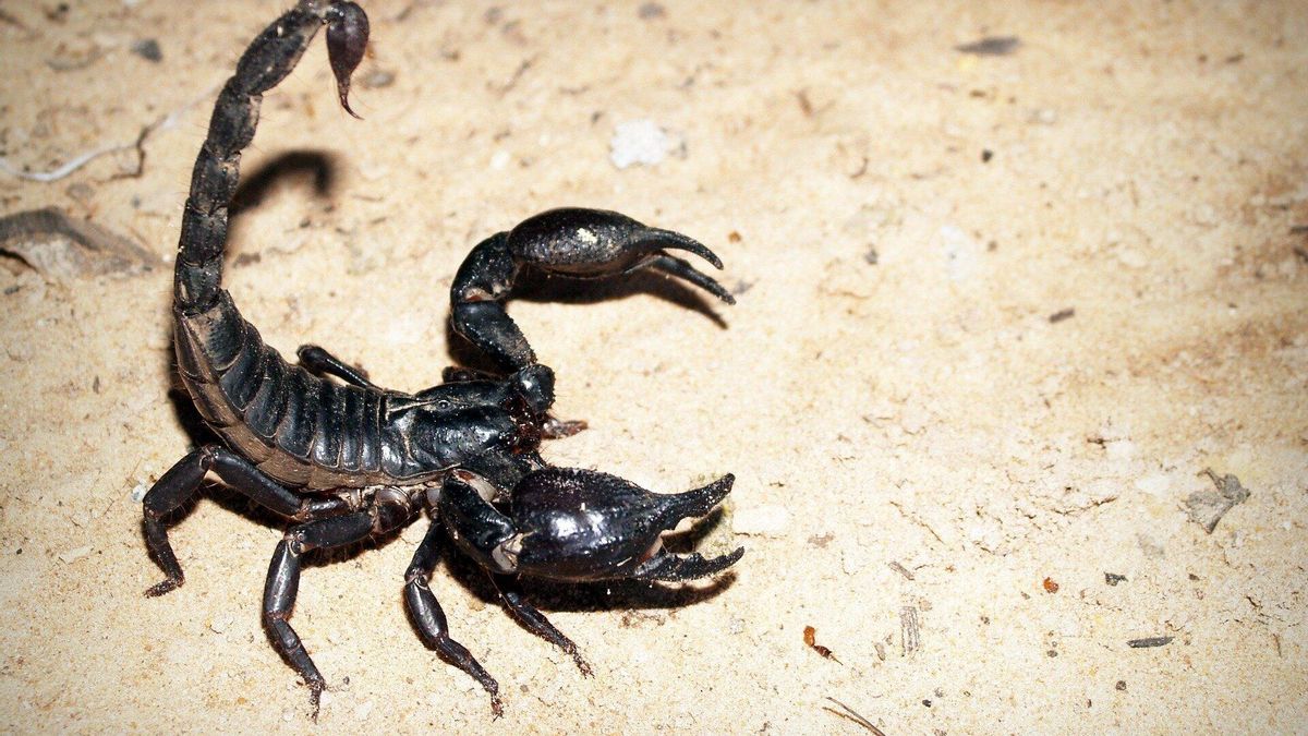Un escorpión puede tener el secreto para la cura del cáncer de mama.