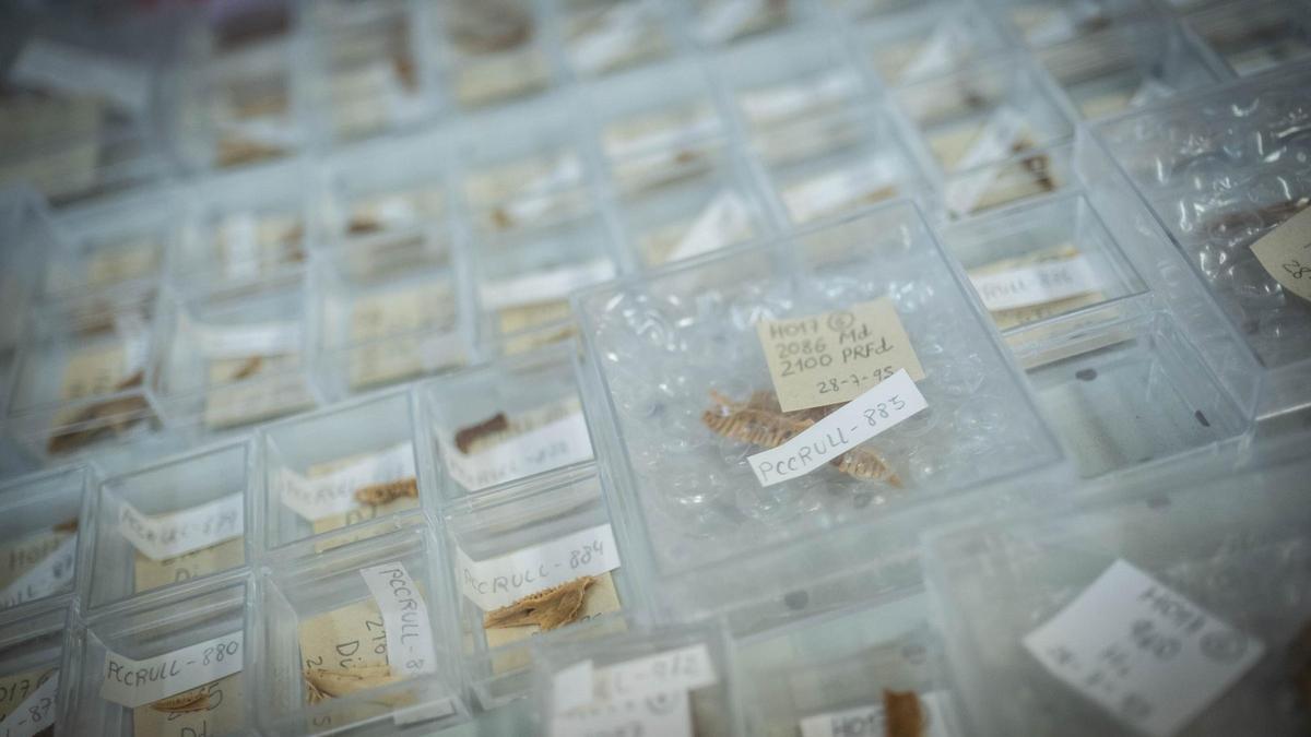 Algunas muestras de dientes de pequeños vertebrados del laboratorio de Paleontología de la ULL.