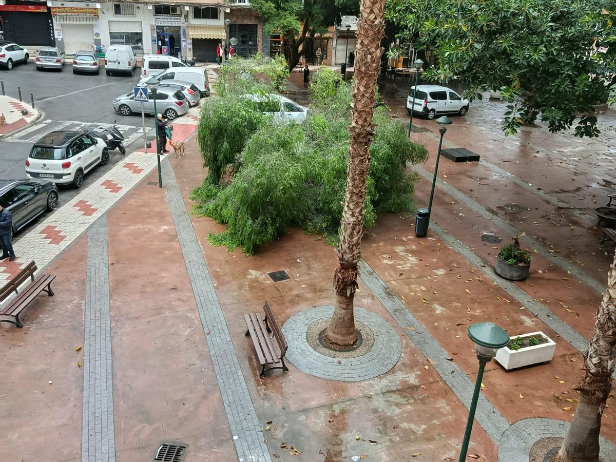 Árbol caído en la plaza Monseñor Bocanegra, en Miraflores de los Ángeles, de Málaga.