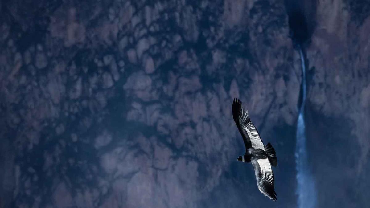 Majestic Condor andino gliding over the  deep Colca Canyon at Cruz del Condor