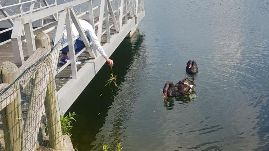 Un joven alimentaba hace días a los cisnes negros.