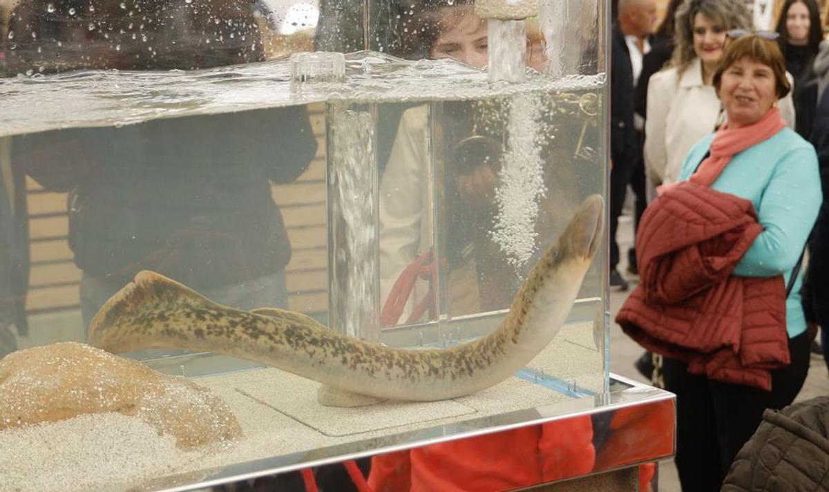 Un acuario con lamprea viva atrajo las miradas del público.  | // R. GROBAS  