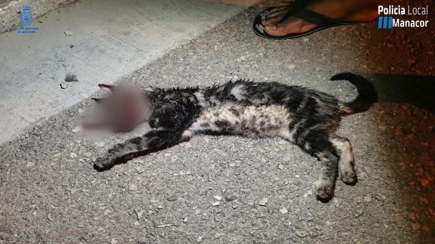 Abada se persona como acusación por el caso de tortura hasta la muerte del gato Grisito en Manacor